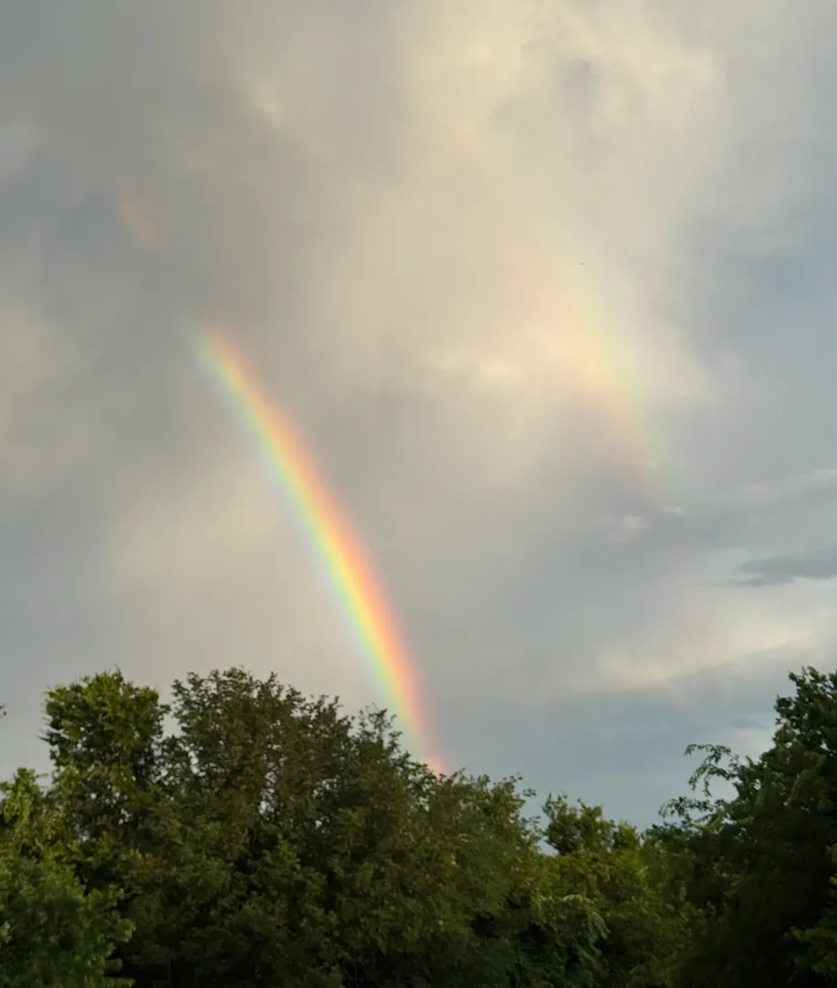 A bright rainbow arcing down into a line of green trees under a grey sky