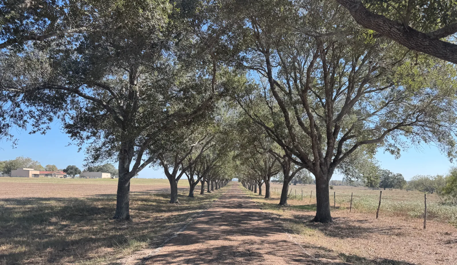 A long gravel road lined on both sides by rows of oak trees, running straight through dry pasture on a sunny day