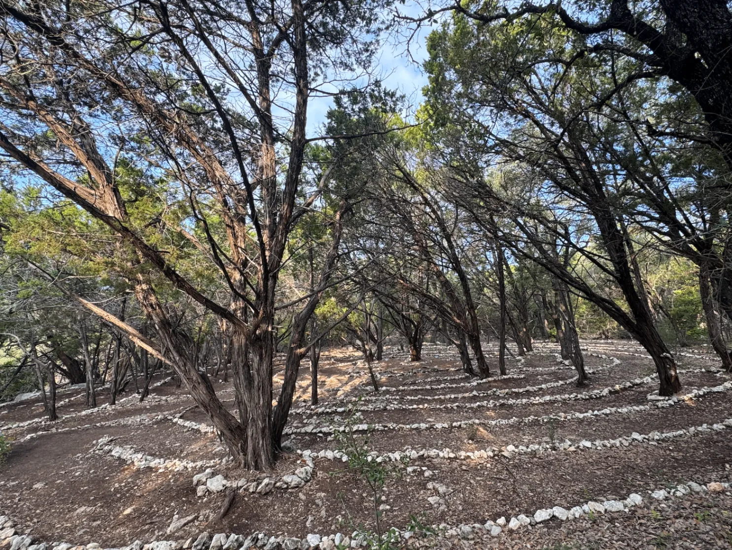 A labyrinth path outlined with white limestone rocks winding between twisted cedar trees under a blue sky